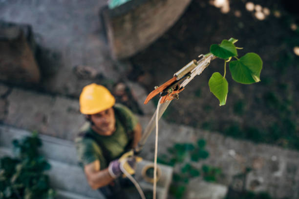 How Our Tree Care Process Works  in  North Charleroi, PA