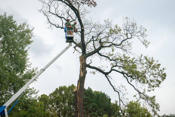 Best Tree Cabling and Bracing  in North Charleroi, PA