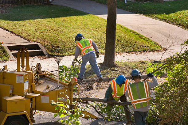 Best Tree Removal  in North Charleroi, PA