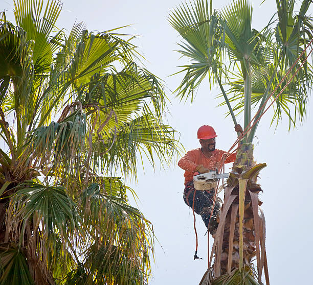 Best Tree Maintenance Programs  in North Charleroi, PA