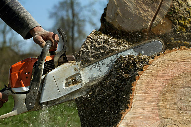 Best Tree Trimming and Pruning  in North Charleroi, PA