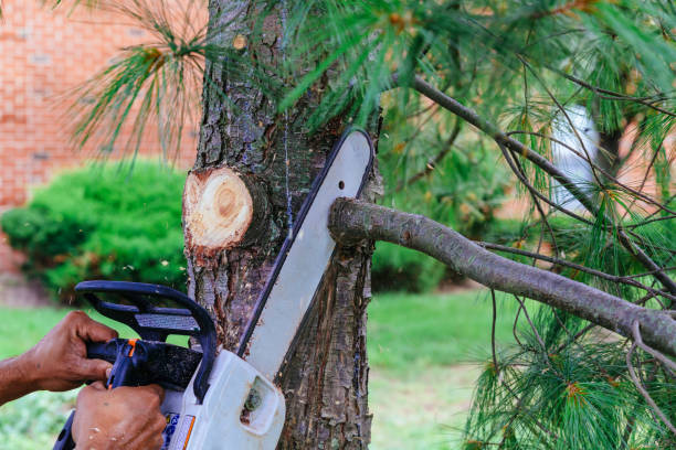 Trusted North Charleroi, PA Tree Care Services Experts